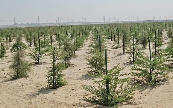 TREE-PLANTATION
